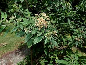 Vernonia amygdalina_1.JPG